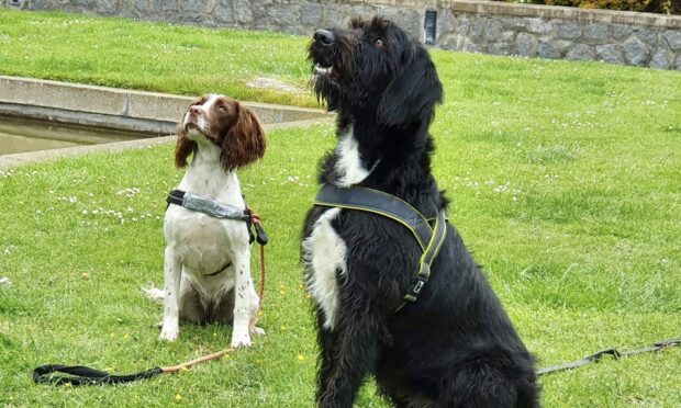 Sniffer dogs Rosie and Boo are taking part in an operation launched by Aberdeen City Council to crack down on sales of illegal tobacco. Image supplied by Aberdeen City Council.