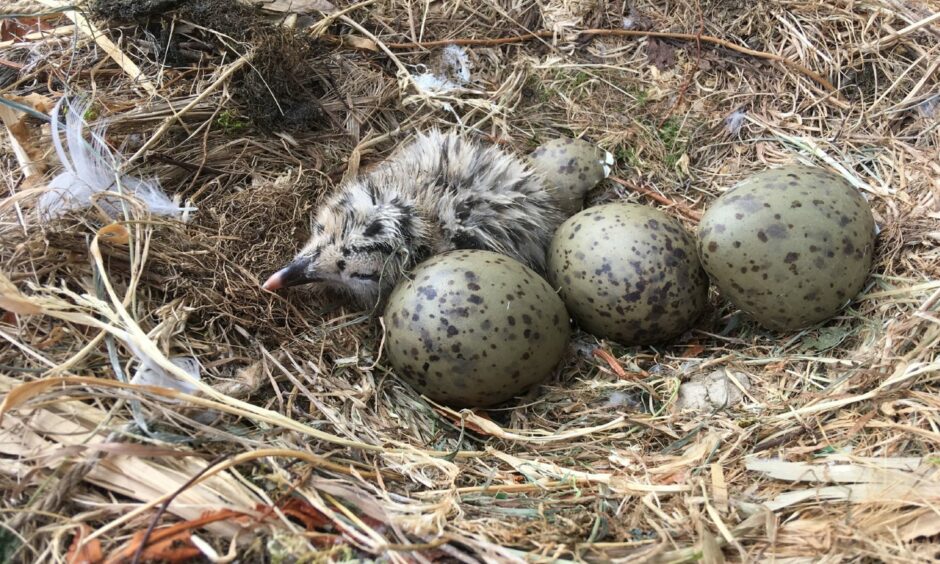 Herring gull eggs and a gull chick.