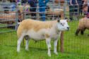 CHAMPION: The show winner, Hexel Dragons Den, was shown by Kenny Duthie of Woodside of Chapelton.