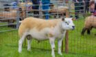 CHAMPION: The show winner, Hexel Dragons Den, was shown by Kenny Duthie of Woodside of Chapelton.