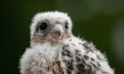Seph a 30 day old Prairie Falcon on day three of the 2022 Wimbledon Championships at the All England Lawn Tennis and Croquet Club, Wimbledon. Picture by: Aaron Chown/PA Wire.