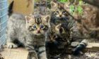 scottish wildcat kittens