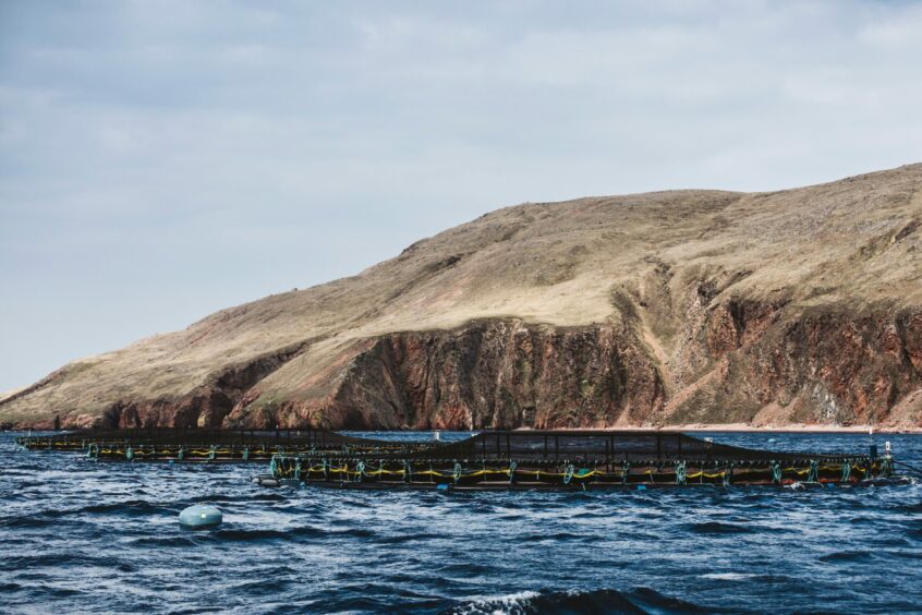 Scottish Sea Farms.