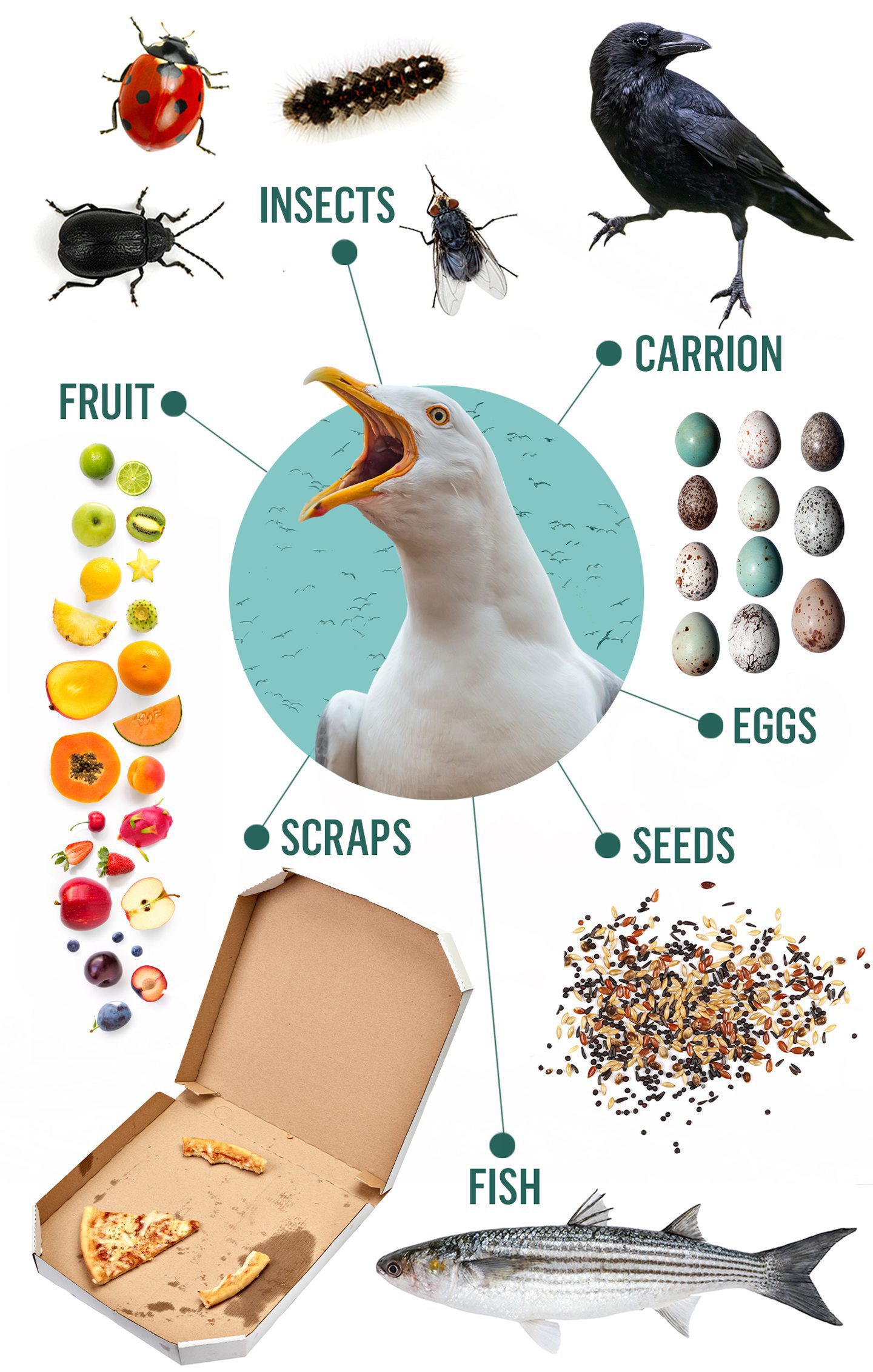 Infographic shows a seagull's diet and what it eats including fruit, insects and scraps from takeaways. 