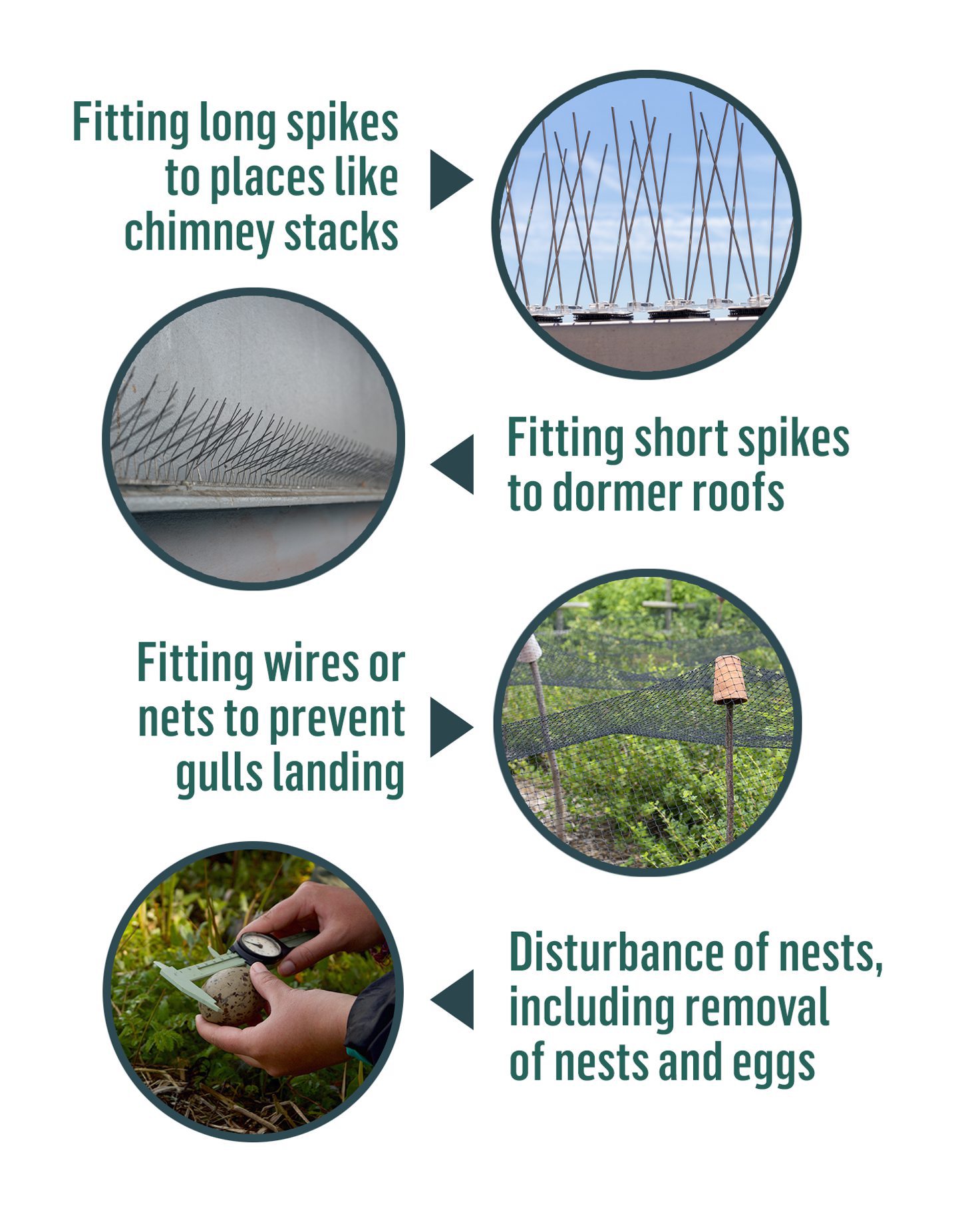 An infographic showing deterrent methods to stop seagulls nesting on your property such as fitting long spikes to chimney stacks. 