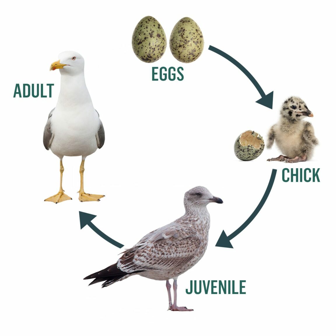 Everything You Need To Know About Seagulls