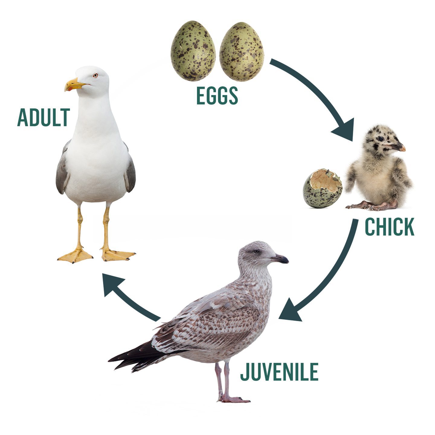 Infographic showing the life cycle of a seagull from an egg to chick to juvenile to fully-grown adult.