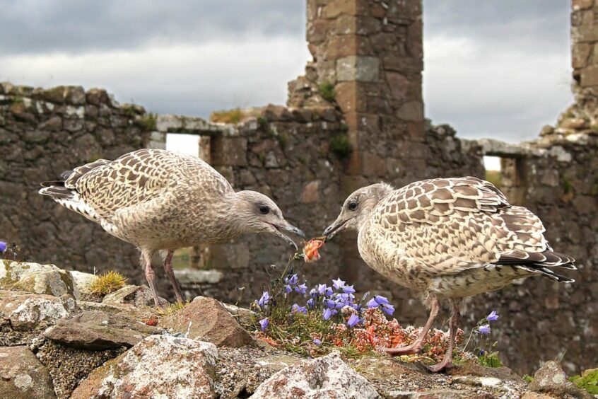 Young seagulls at Dunnottar Castle in Stonehaven, Aberdeenshire. 