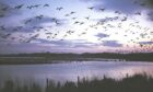 Pink-footed geese at the Loch of Strathbeg nature reserve. RSPB Images