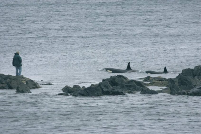 Orca in Shetland, Scotland