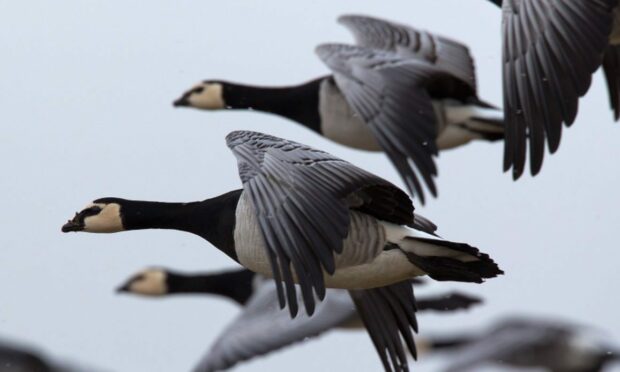 Barnacle geese in flight. Image:  Menno Schaefer/Shutterstock)