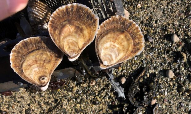 Oysters which can filter hundreds of litres of water every day. Picture by Water Plus.