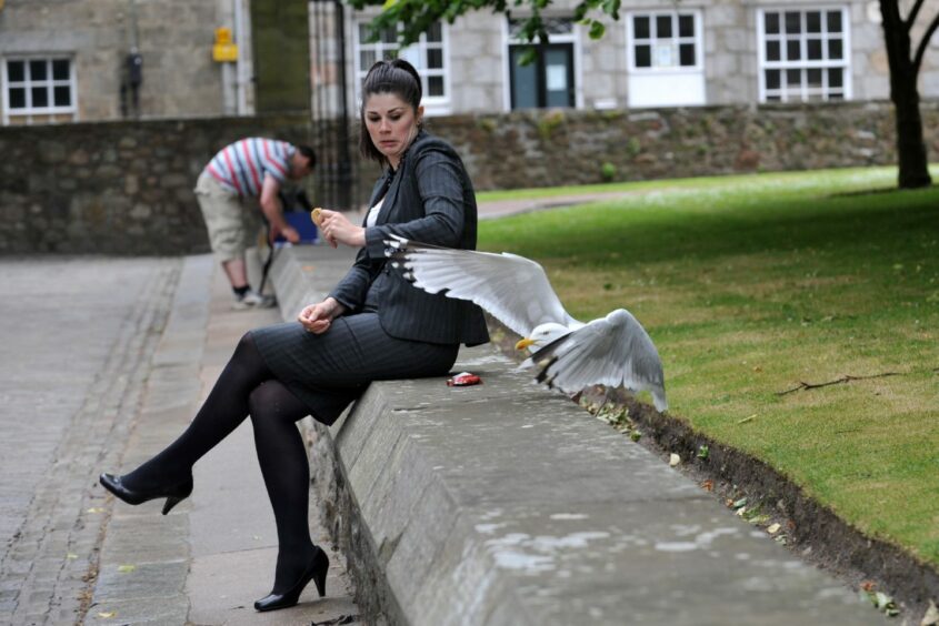 A seagull flapping its wings on the Aberdeen University grounds near Elphinstone Hall. 