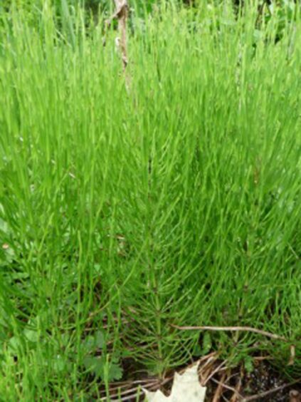 Persistent horsetail weeds