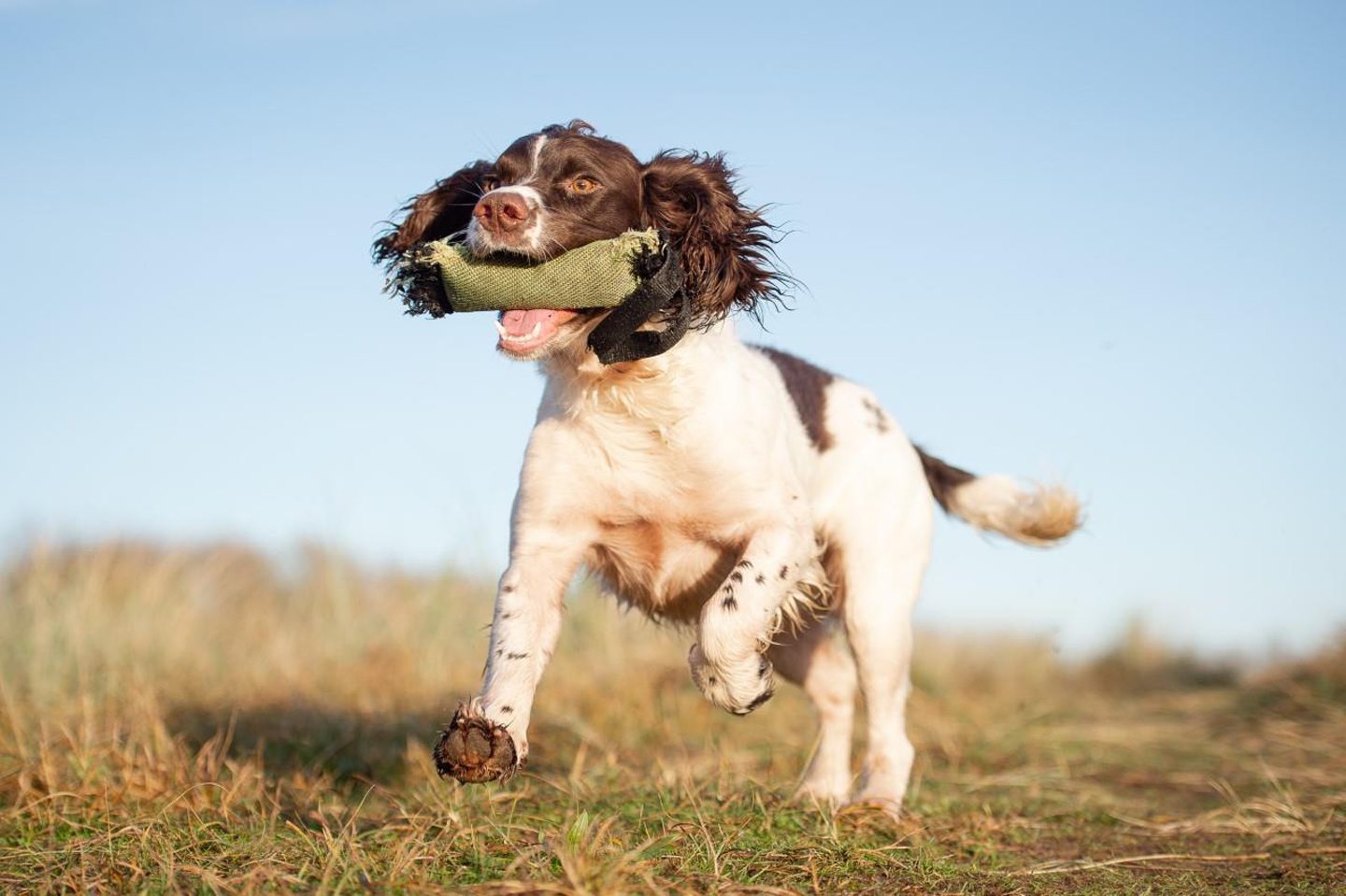 a dog runs on a field at the Moy Country Fair