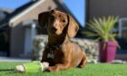 Miniature dachshund Harry might be small, but there are some big ideas behind those wise eyes... Louise Greig tells us her tiny champ likes the simple things in life – tummy rubs, woodland walks and playing in his garden in the sunshine in Banchory.