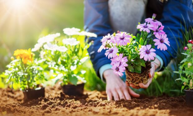 It's the time of year when all focus is on summer bedding plants.