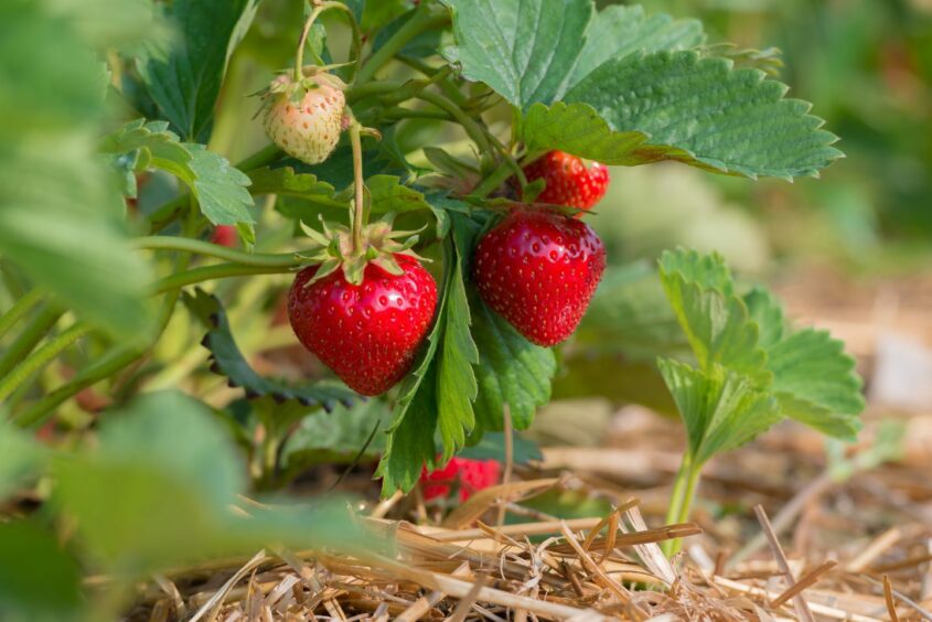 Strawberry plants are vulnerable to weeds and pests