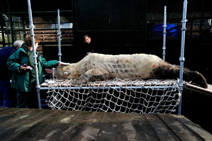 Arktos the polar bear undergoes dental surgery after park staff saw him feeling a bit sorry for himself.