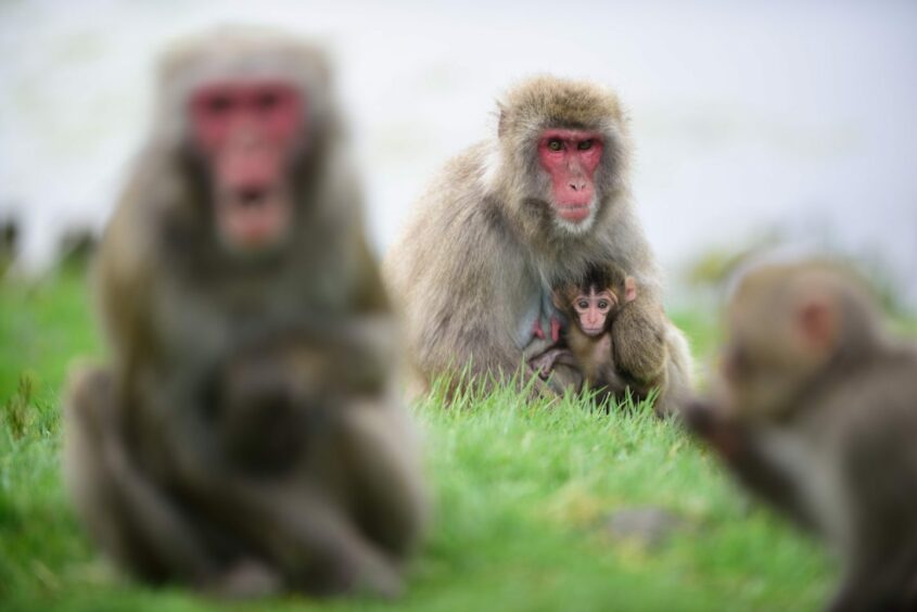 Japanese macaque monkeys