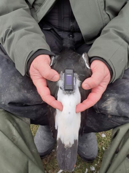 A tag placed between a birds shoulder blades
