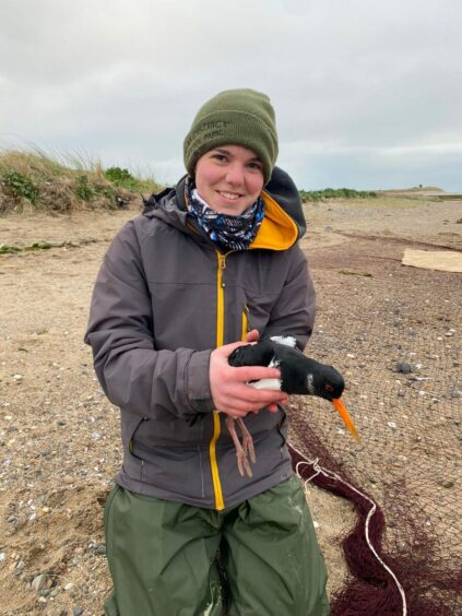 PhD student Steph Trapp tagging an oystercatcher