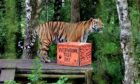 Amur tiger Botzman at Highland Wildlife Park. Supplied by Highland Wildlife Park