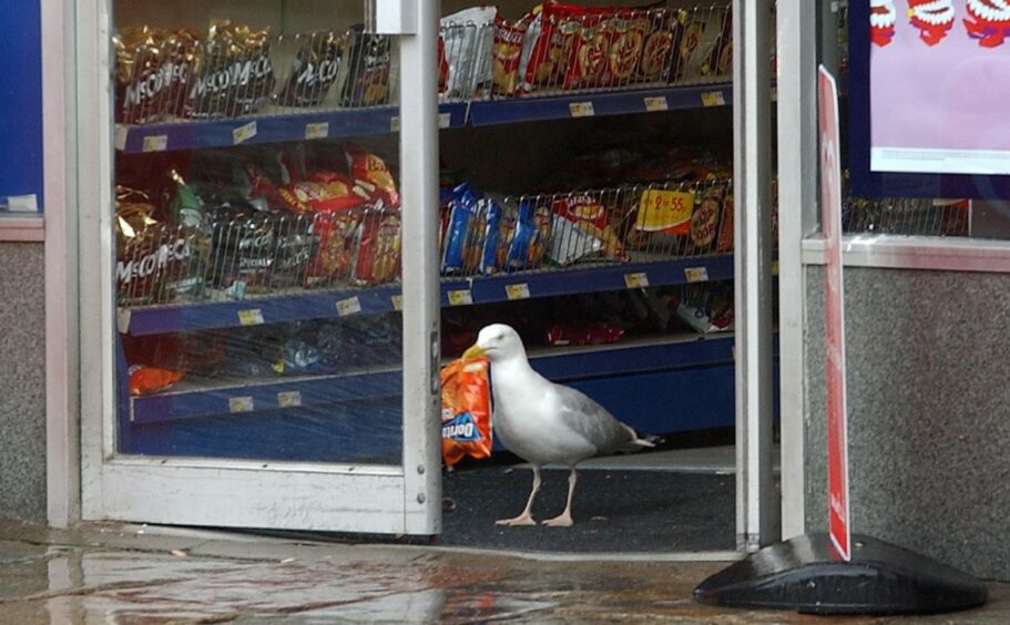 Seagull stealing doritos from a shop