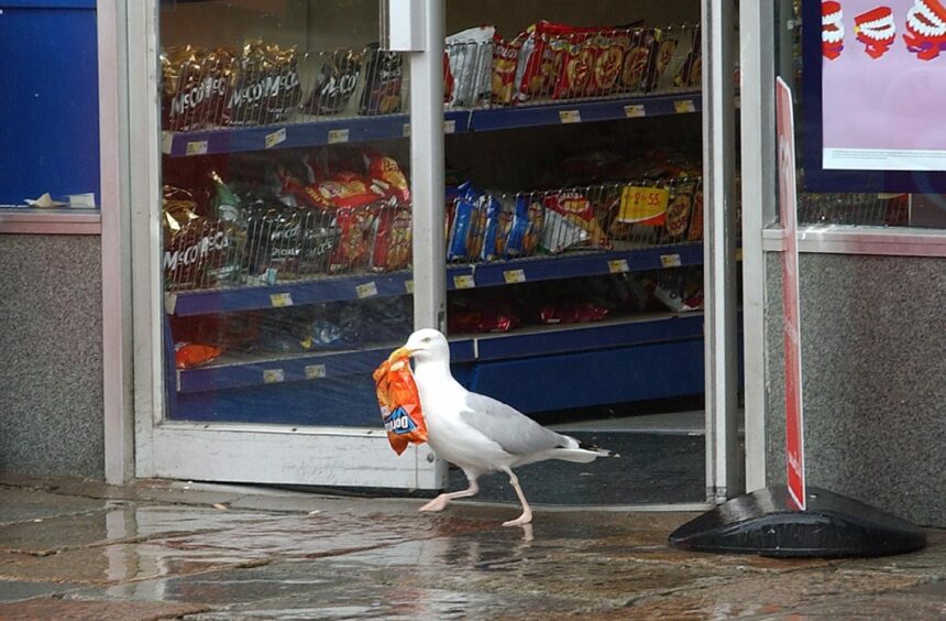 a seagull stealing doritos from a shop