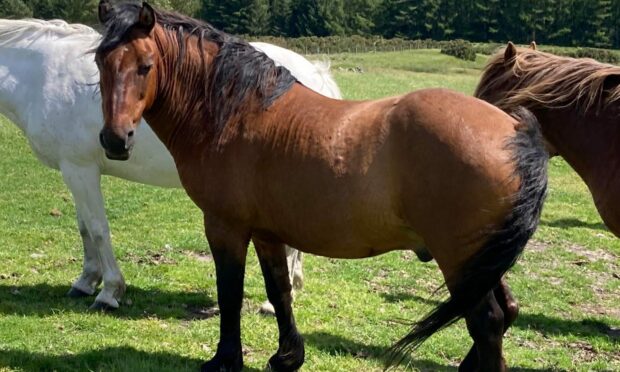 Some of the Dallas ponies.