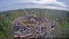 RSPB Scotland have called the osprey at Loch Garten Asha, meaning hope and life. Picture suppled by RSPB Scotland