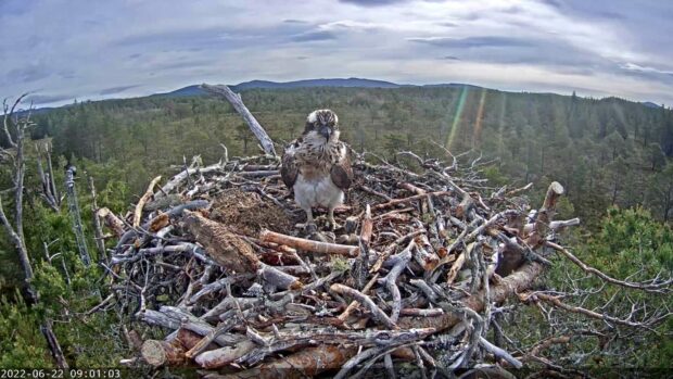 RSPB Scotland have called the osprey at Loch Garten Asha, meaning hope and life. Picture suppled by RSPB Scotland