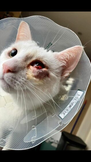 A cat with an injured eye after being attacked by a seagull