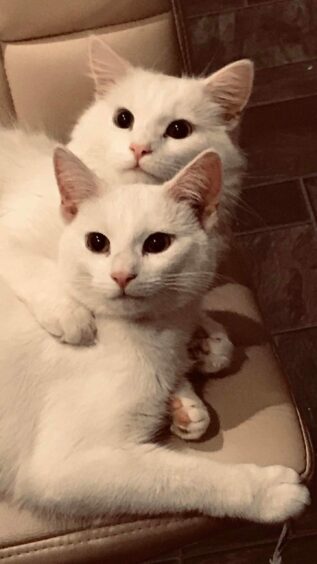 Two white cats cuddling on a seat.
