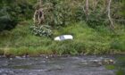 The silver car left the road and came to rest in undergrowth next to the River Don. Picture by Scott Baxter.