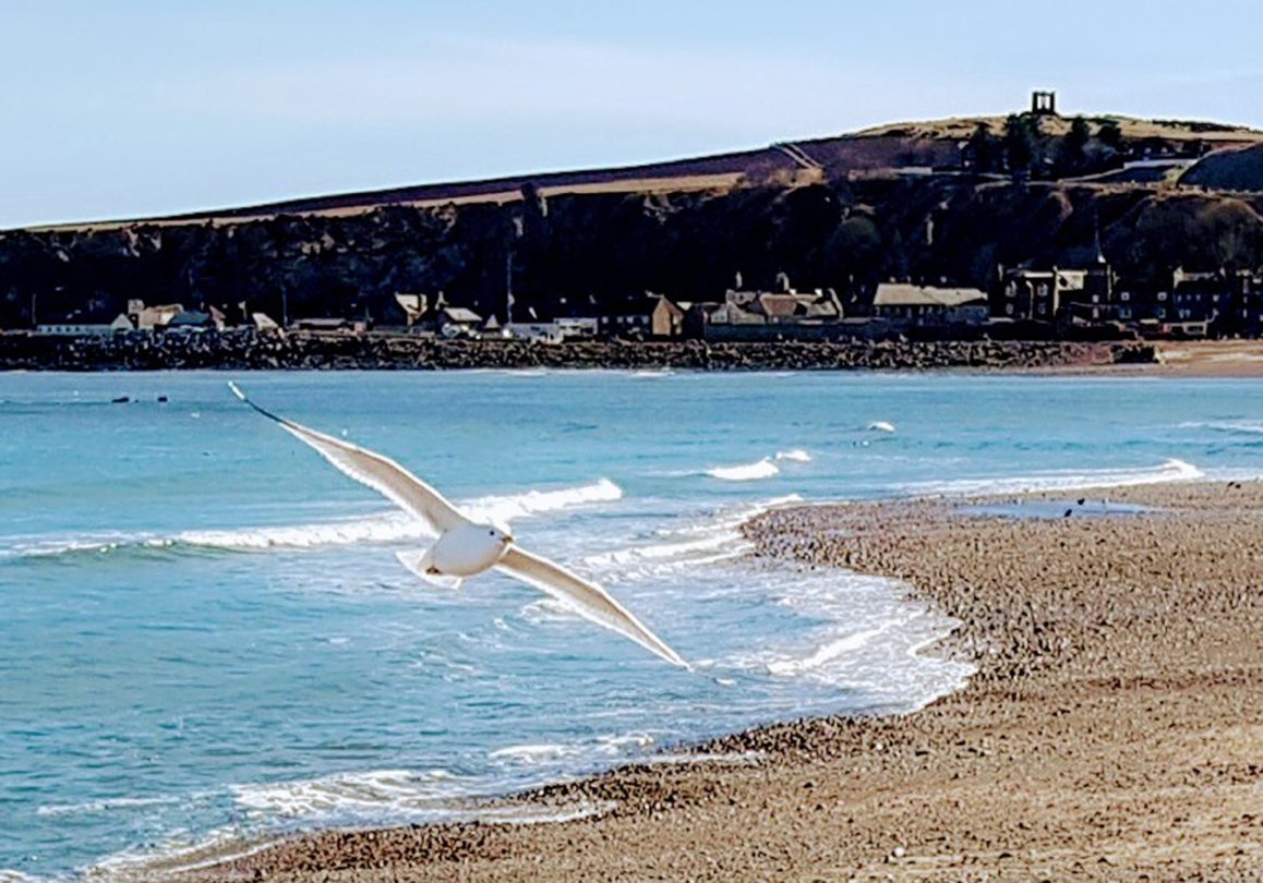 A gull swooping above the sea in Stonehaven