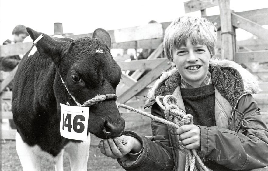 A boy and his winning calf with feed in his hand.