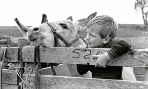 A young boy holding on to a wooden fence next to his favourite donkey