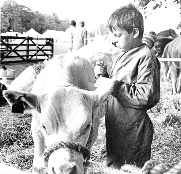 A young helper tends one of the animals at Banchory Show