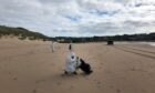 Teams picking up dead birds from a north-east beach. Supplied by Aberdeenshire Council.