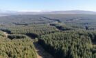 Conifer forest are being restored in Sutherland. Picture by DC Thomson.
