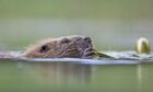 Bid to make Glen Affric Scotland's next beaver release site. Supplied by Trees for Life.