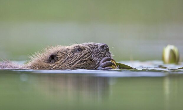 Bid to make Glen Affric Scotland's next beaver release site. Supplied by Trees for Life.