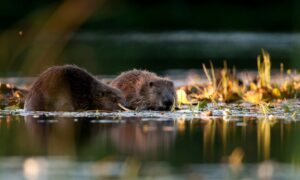 Beavers. Supplied by Trees for Life.