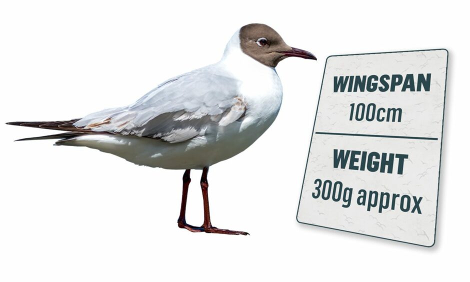 A Black headed gull with information on wingspan: 100cm and weight: 300g approx