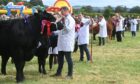 Cattle line up for judging at this year's Echt Show. Picture by Chris Sumner.