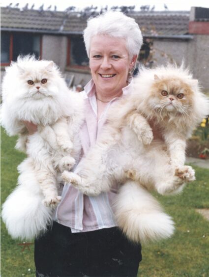 Long-haired Persians Angus, left, and Brandy in the arms of owner Maureen Ross