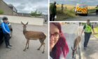 Colt Strachan from Rothienorman was followed home by a seemingly tame deer who didn't want to leave him alone. Pictured is Colt, his mother Leanne, and a police officer who came to help the deer.
