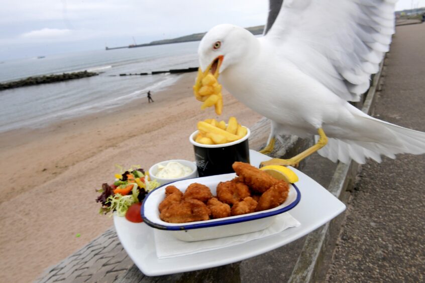 a seagull stealing food from a plate at the seaside