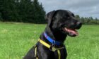 Loveable Labrador Ozzy, who spent one year in Dogs Trust care, is now living an idyllic life in Elgin after finding his perfect match.